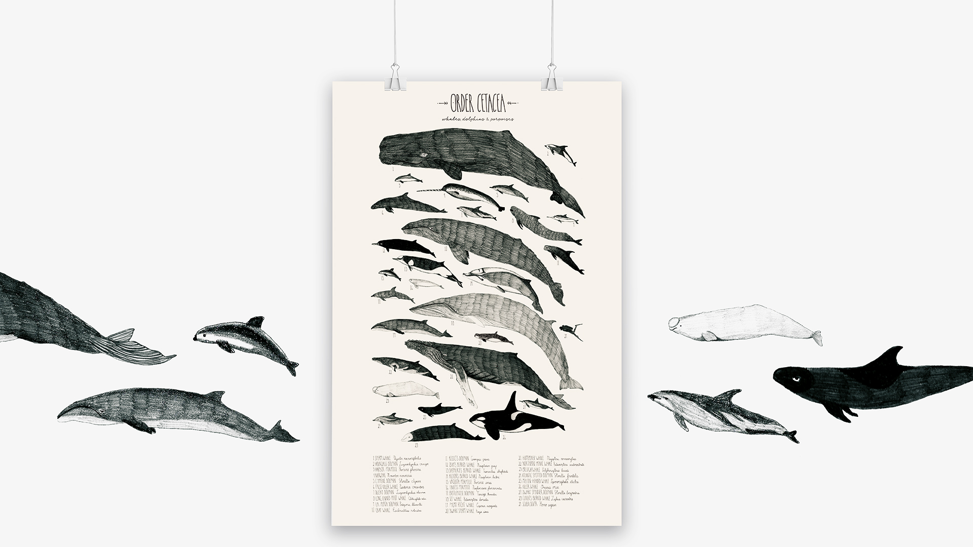 Alex Maertz | Illustration | Order Cetacea: Whales, Dolphins & Porpoises poster